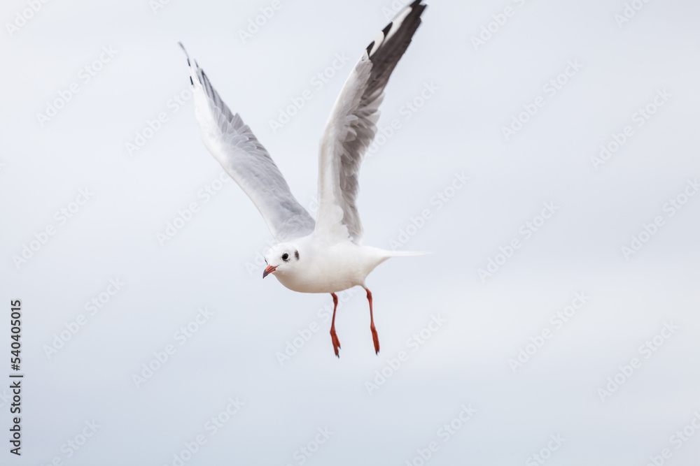 Fototapeta premium Seagull in the natural environment on the Baltic Sea.