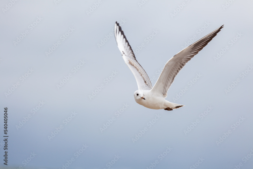 Seagull in the natural environment on the Baltic Sea. Seagull in the natural environment on the Baltic Sea.