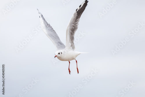 Seagull in the natural environment on the Baltic Sea. © masar1920