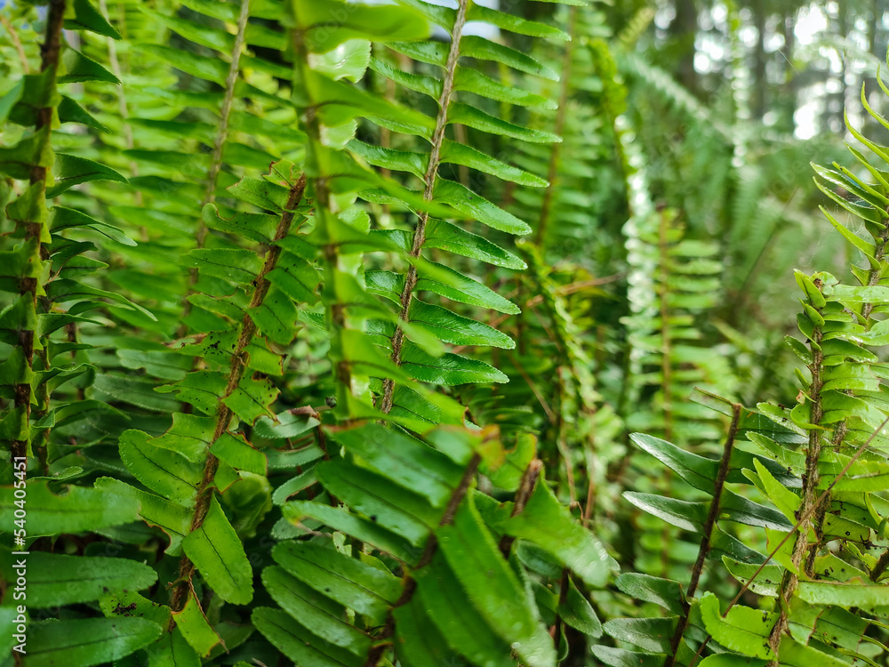 Obraz premium Nephrolepis obliterata, the Kimberley Queen fern, is a species of fern in the family Nephrolepidaceae