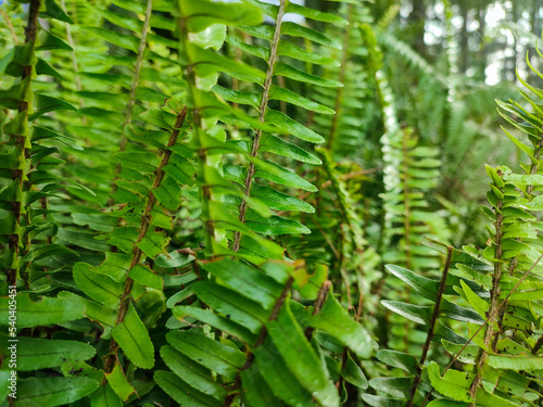 Nephrolepis obliterata, the Kimberley Queen fern, is a species of fern in the family Nephrolepidaceae