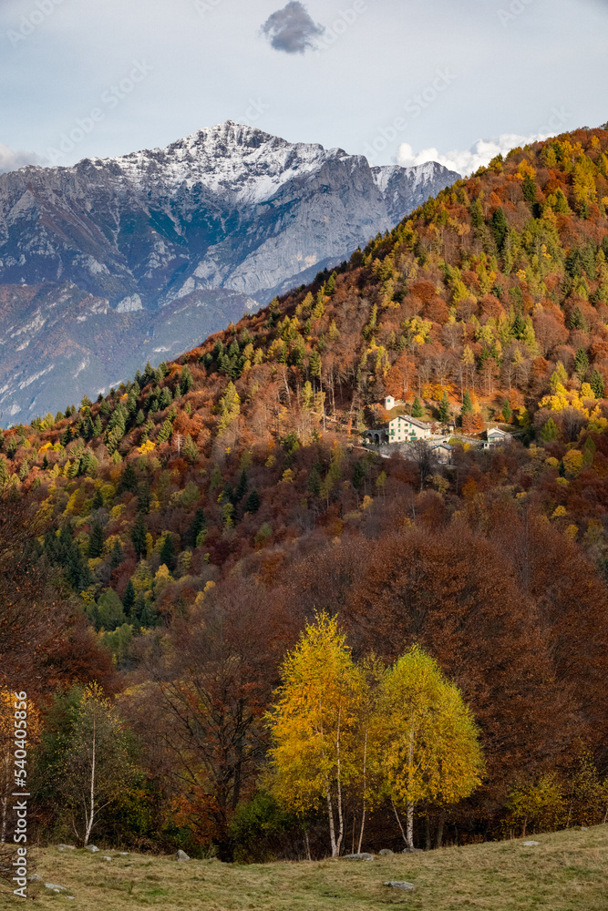 Colourful trees at autumn in Italy, Europe