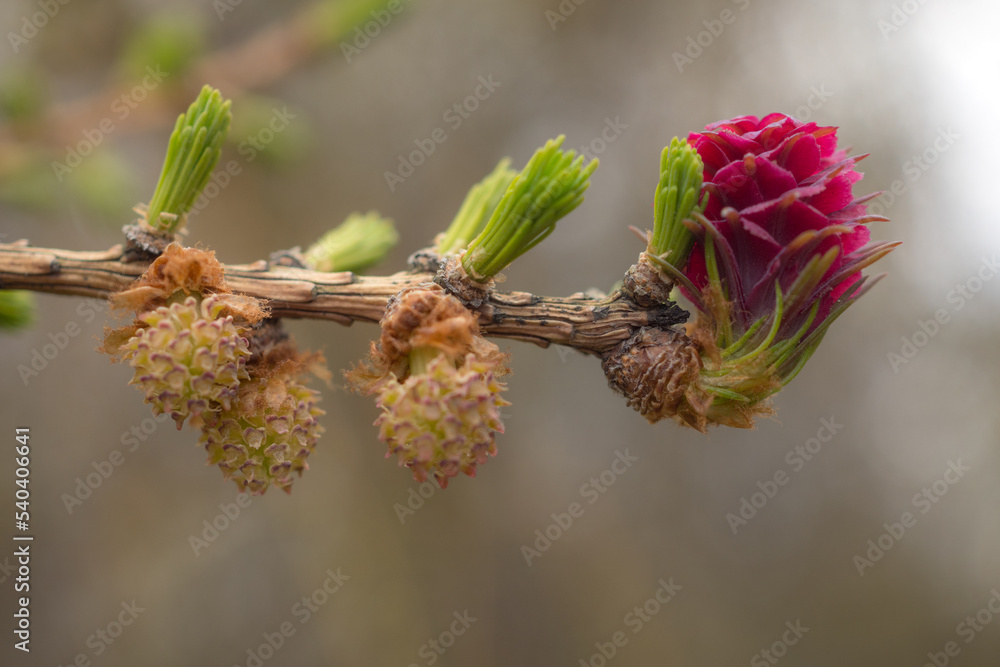 larch buds in spring larch buds in spring