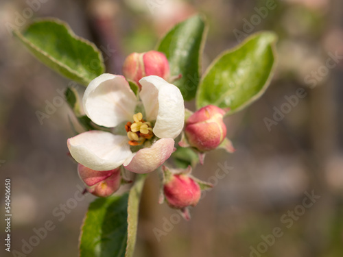 blooming apple tree closeup