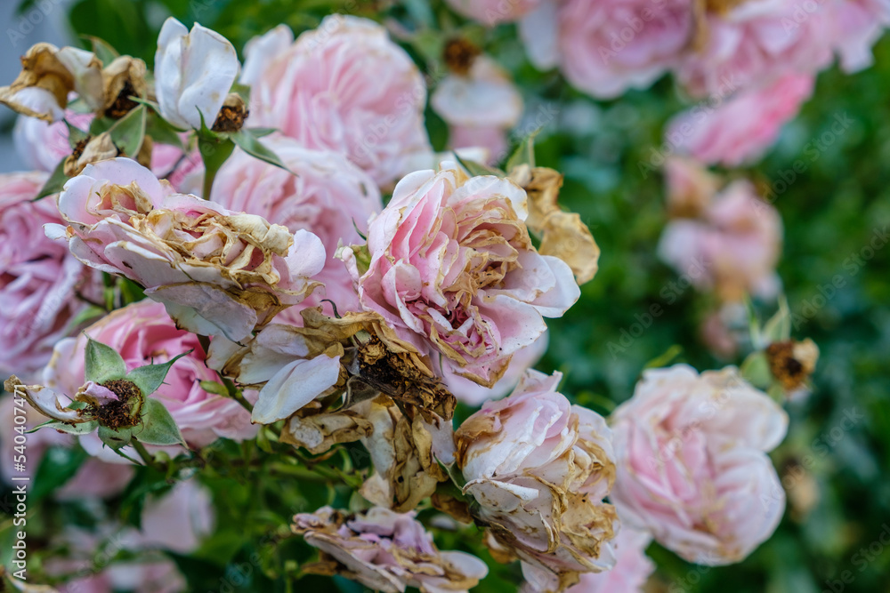 Rosafarbene teilweise verwelkte Rosen an einem Strauch Rosafarbene teilweise verwelkte Rosen an einem Strauch