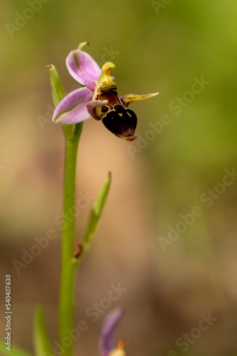 Woodcock orchid flower macro photography