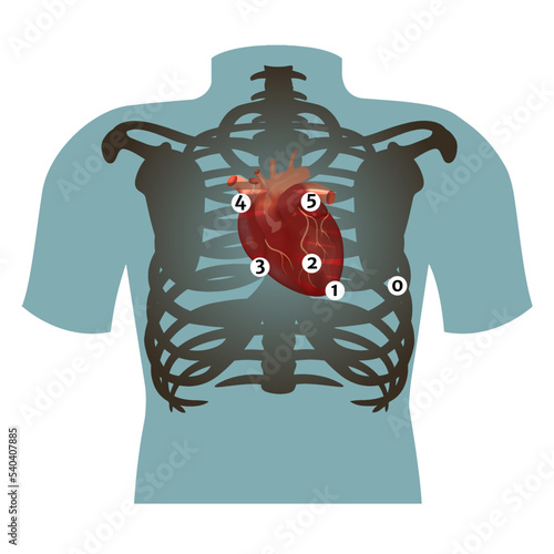 auscultation points of the heart. Medical poster. Vector illustration