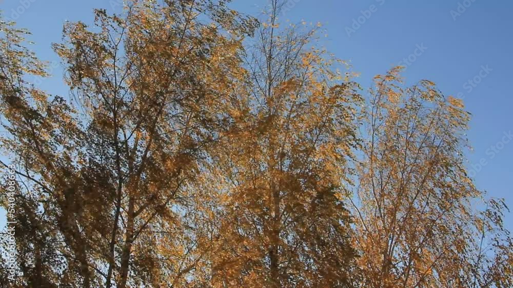 Yellow autumnal Birch trees tops with Golden leaves in Sun light on the wind at autumn on blue sky background Yellow autumnal Birch trees tops with Golden leaves in Sun light on the wind at autumn on blue sky background