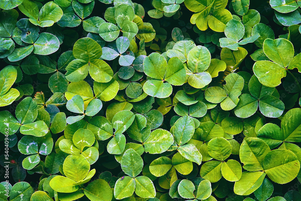 Beautiful original background image of a carpet of fresh natural green leaves forming a natural texture. Beautiful original background image of a carpet of fresh natural green leaves forming a natural texture.