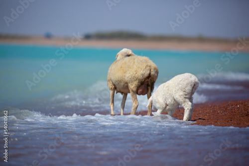 Fototapeta Naklejka Na Ścianę i Meble -  A flock of goats and sheeps came on the watering hole to the shore of the lake on a hot summer morning.