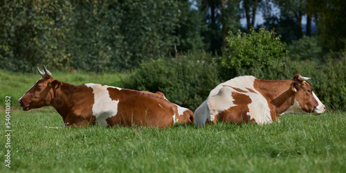 Two brown white cows resting in pasture