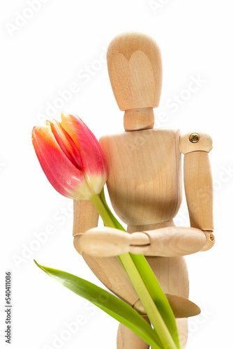 Wooden dummy holding single fresh red spring tulip, white background