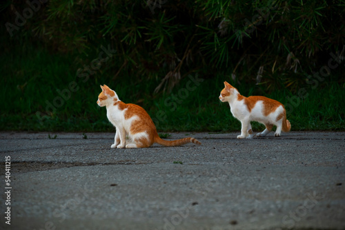 Small Greek Homeless White Red Kittens Looking In One Direction. Moraitika, Corfu.