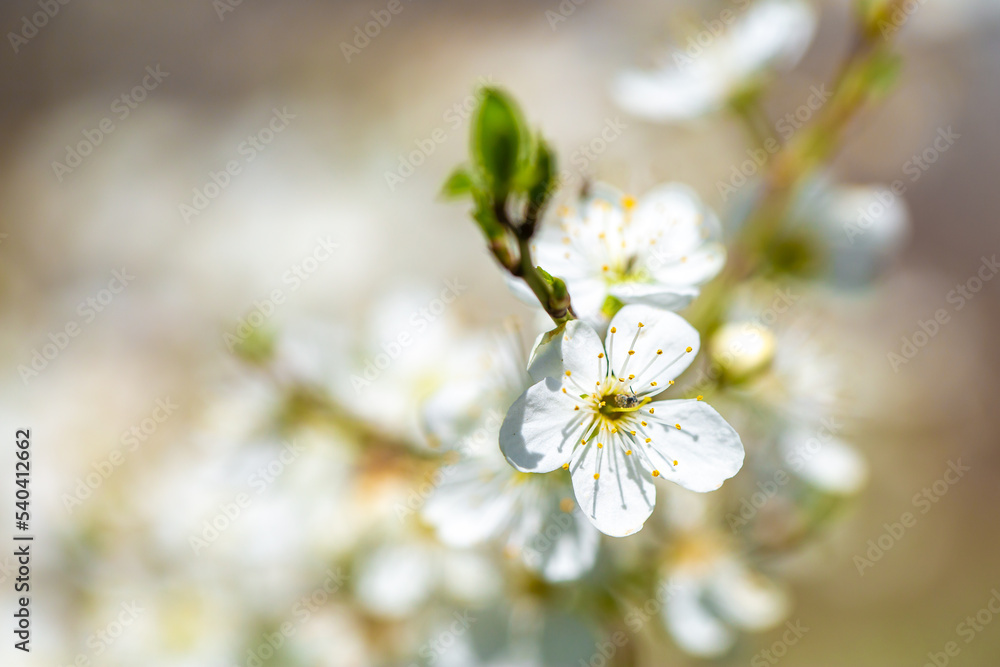 White flowers bloom in the trees. Spring landscape with blooming sakura tree. Beautiful blooming garden on a sunny day. Copy space for text.