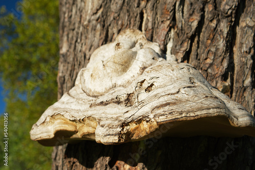 a big polypore mushroom on a bark tree in the park