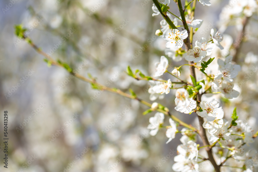 White flowers bloom in the trees. Spring landscape with blooming sakura tree. Beautiful blooming garden on a sunny day. Copy space for text.