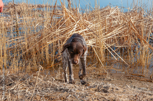 A hunting dog is looking for prey near the river bank. The kurtshaar dog breed is a good game hunter. photo