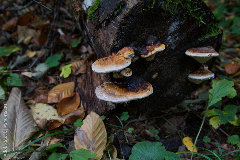 Wood fungus tinder (Fomitopsis pinicola). Reishi mushroom. Tree mushrooms on a sawn trunk in the autumn forest Wood fungus tinder (Fomitopsis pinicola). Reishi mushroom. Tree mushrooms on a sawn trunk in the autumn forest