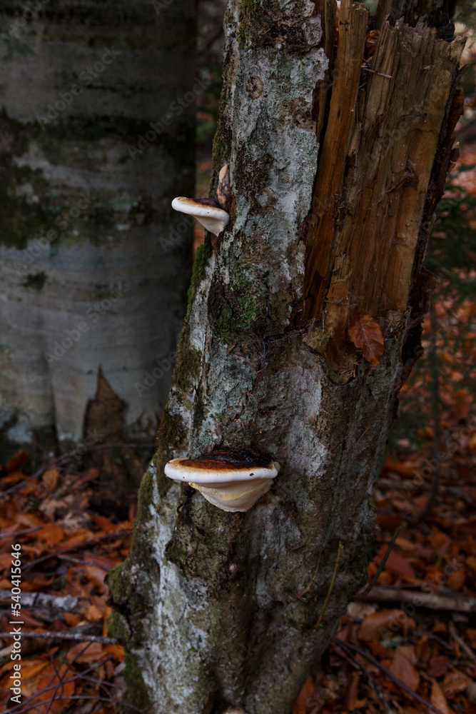Obraz premium Wood fungus tinder (Fomitopsis pinicola) close-up. Reishi mushroom close-up. Tree mushrooms on the side trunk in the autumn forest