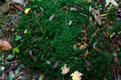 Polytrichum formosum (Frauenhaarmoos) forest moss in the autumn forest. Forest litter