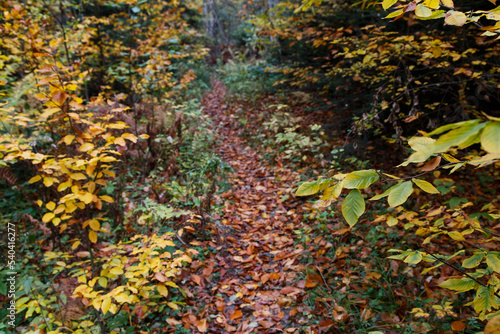 A forest path in the autumn forest, strewn with fallen leaves. Autumn forest in the Caucasus mountains