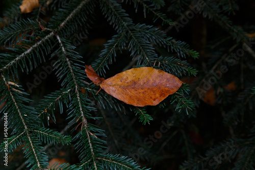 On a coniferous branch there is one fallen brown beech leaf