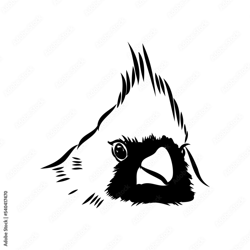 Cardinal bird sketch, vector illustration. Hand drawn red cardinal bird. Engraved illustration. Cardinal bird sitting on a branch. Hand drawn sketch. Cardinal bird sketch, vector illustration. Hand drawn red cardinal bird. Engraved illustration. Cardinal bird sitting on a branch. Hand drawn sketch.