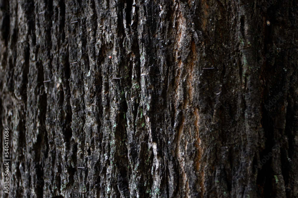 Abstract background texture of brown old wood. Abstract background texture of brown old wood.
