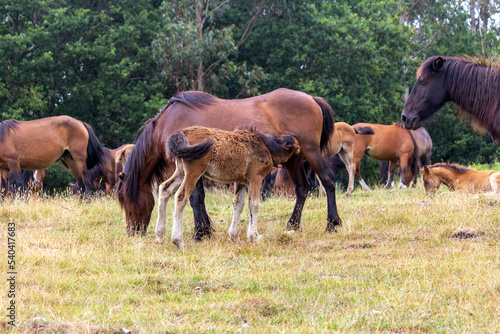 Potro mamando rodeado de la manada. Galicia photo