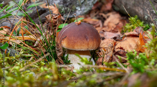 Boletus edulis. A small one has grown in green moss.