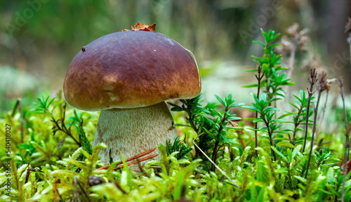 Boletus edulis. A small one has grown in green moss.