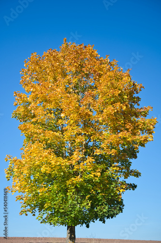 Herbst