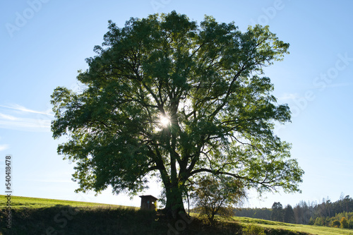 mächtiger Baum