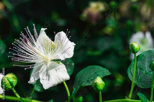Closeup of a Caper bush, Capparis spinosa perennial plant flowers and buds photo