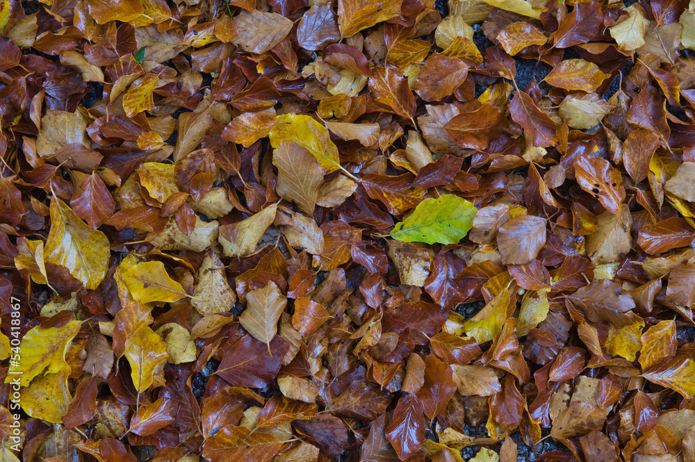 Herbstlaub Herbstlaub
