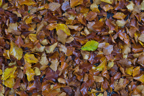 Herbstlaub