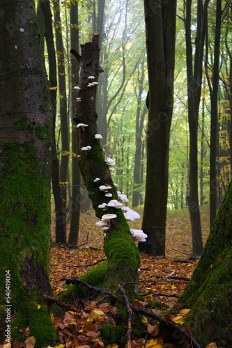 Baumpilze