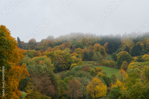 Herbstwald