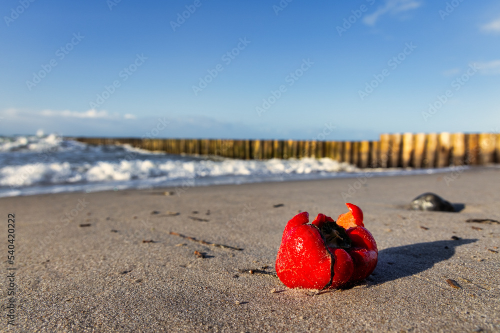 Paprika am Sandstrand