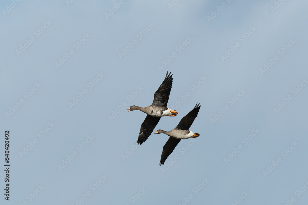 White-fronted geese one adult and one juvenile flying White-fronted geese one adult and one juvenile flying