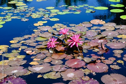 Tableau sur toile Closeup of a lily pond full of pink waterlilies (Nymphaeaceae)