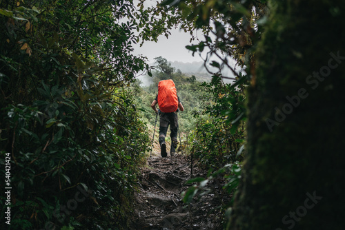 Man traveler with rain cover and trekking poles walks across mountains foggy forest. Solo tourist traveling by mountain track