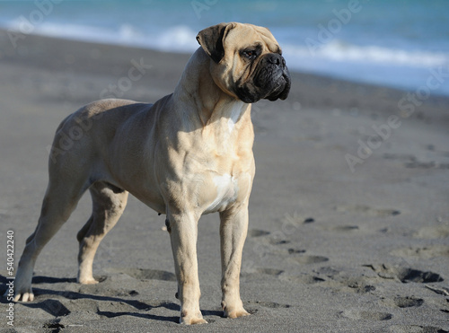 Fototapeta Naklejka Na Ścianę i Meble -  Bullmastiff purebred dog standing on sand in the beach