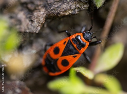 fiery red bug photo