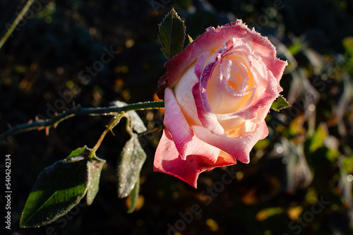 rose flower in the first frost	