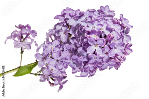 violet lilac blossoming branch with large flowers on white