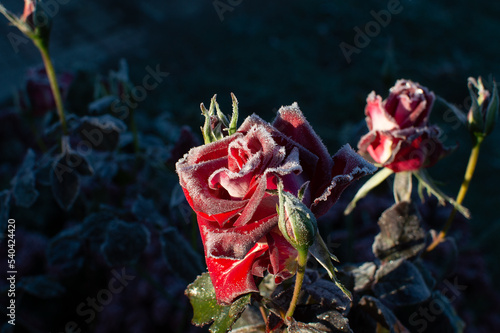 rose flower in the first frost	