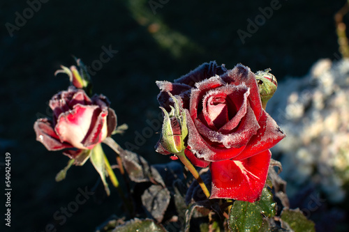rose flower in the first frost	