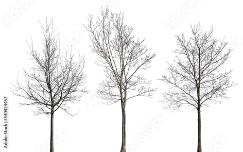 three medium maples with bare branches isolated on white