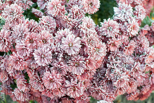 rose flower in the first frost	